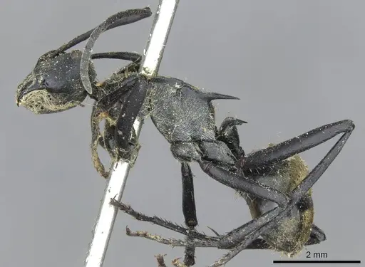 Polyrhachis ammon - CASENT0910801