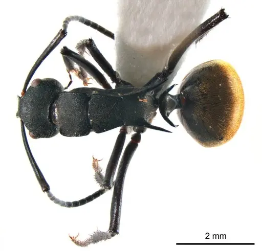 Polyrhachis ammonoeides specimen