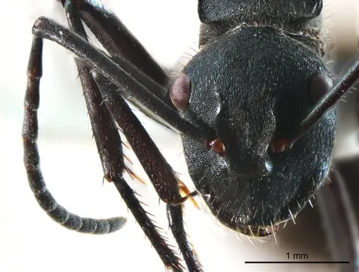 Polyrhachis ammonoeides specimen