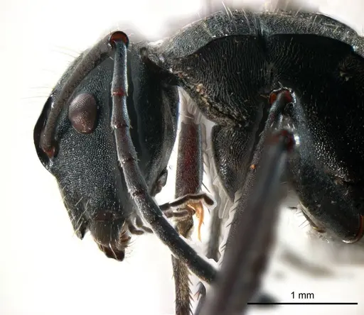 Polyrhachis ammonoeides specimen