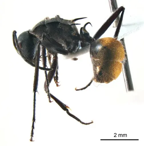 Polyrhachis ammonoeides - ANTWEB1008701