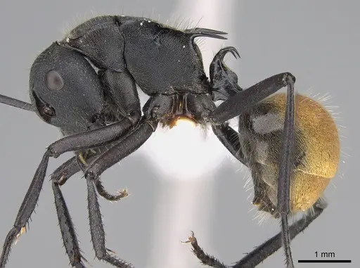 Polyrhachis ammonoeides - CASENT0887780