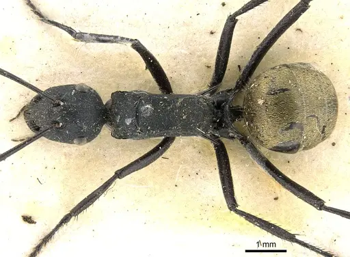 Polyrhachis ammonoeides - CASENT0906587