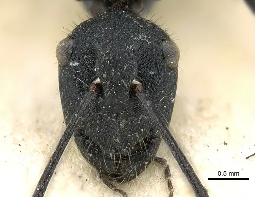 Polyrhachis ammonoeides - CASENT0906587