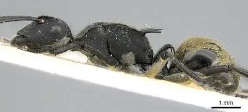 Polyrhachis ammonoeides - CASENT0906587