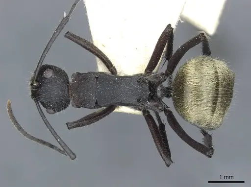 Polyrhachis ammonoeides - CASENT0910804