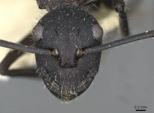 Polyrhachis ammonoeides - CASENT0910804