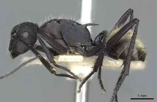 Polyrhachis ammonoeides - CASENT0910804