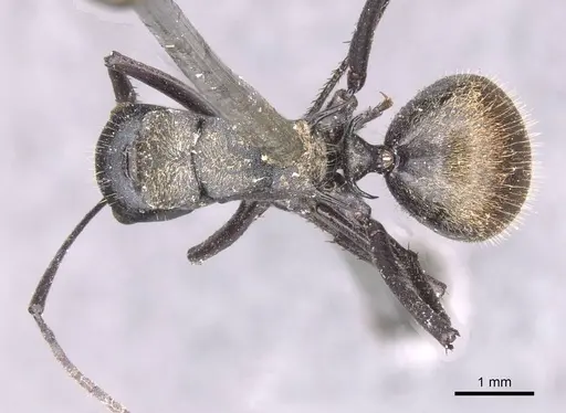 Polyrhachis ammonoeides - CASENT0913682