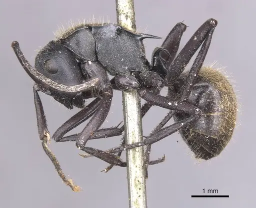Polyrhachis ammonoeides - CASENT0913682