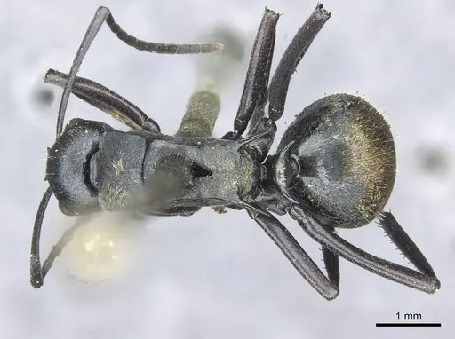 Polyrhachis ammonoeides - CASENT0913715