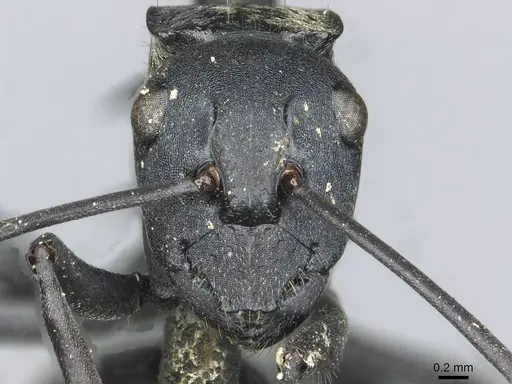 Polyrhachis ammonoeides - CASENT0913715