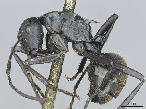 Polyrhachis ammonoeides - CASENT0913715