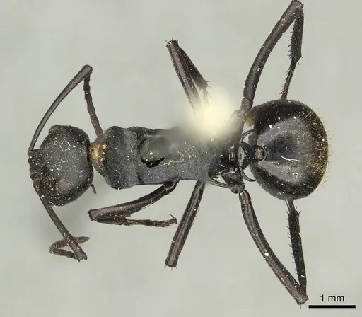 Polyrhachis ammonoeides - CASENT0915607