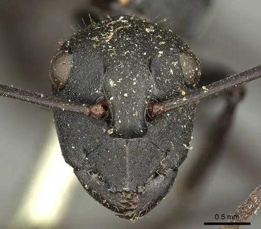 Polyrhachis ammonoeides - CASENT0915607