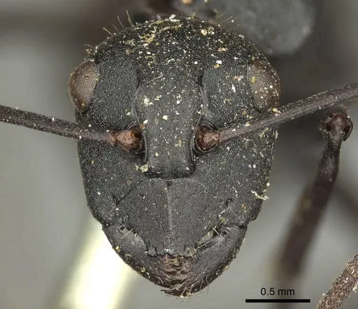 Polyrhachis ammonoeides - CASENT0915607