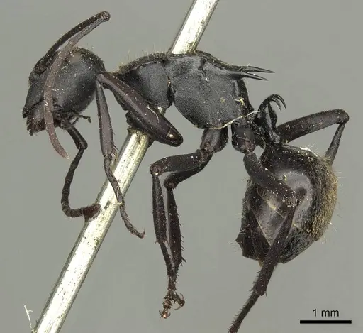 Polyrhachis ammonoeides - CASENT0915607