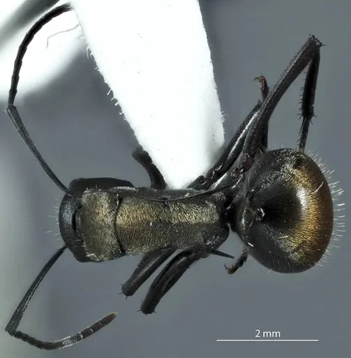 Polyrhachis ammonoeides - JDM32-004514