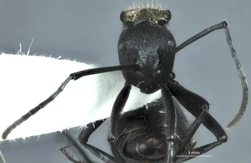 Polyrhachis ammonoeides - JDM32-004514