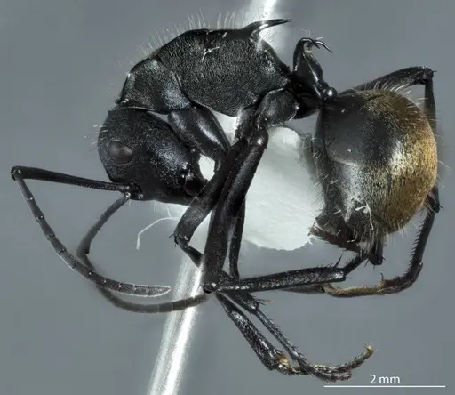 Polyrhachis ammonoeides - JDM32-004514
