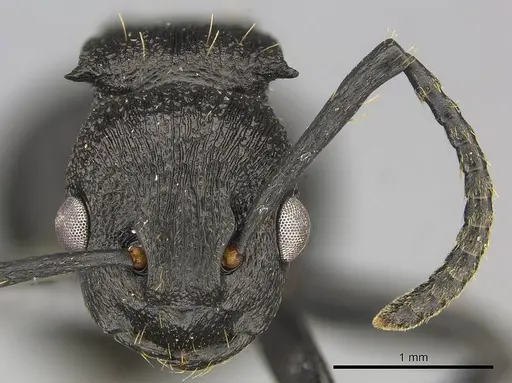 Polyrhachis andrei specimen
