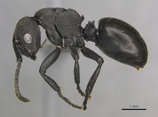 Polyrhachis andrei specimen