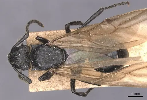 Polyrhachis andrei - CASENT0905622