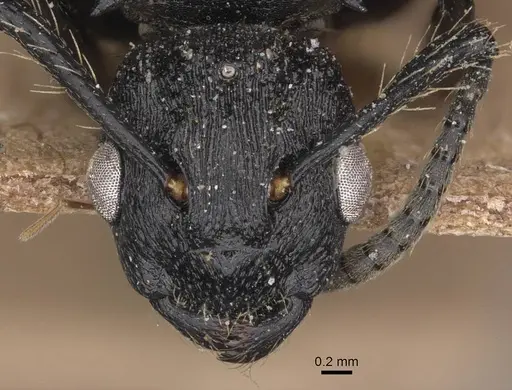 Polyrhachis andrei - CASENT0905622