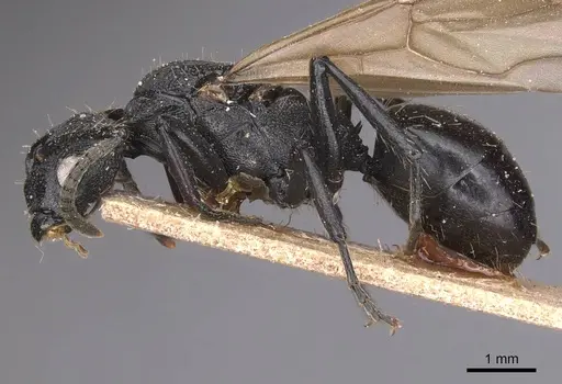 Polyrhachis andrei - CASENT0905622