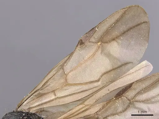 Polyrhachis andrei - CASENT0905622