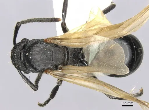 Polyrhachis andrei - CASENT0906824