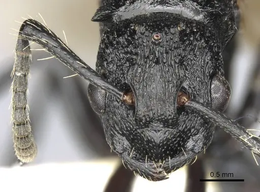 Polyrhachis andrei - CASENT0906824