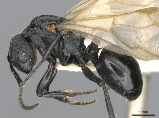 Polyrhachis andrei - CASENT0906824