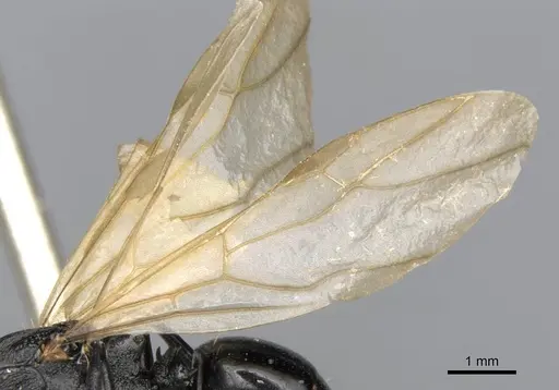 Polyrhachis andrei - CASENT0906824