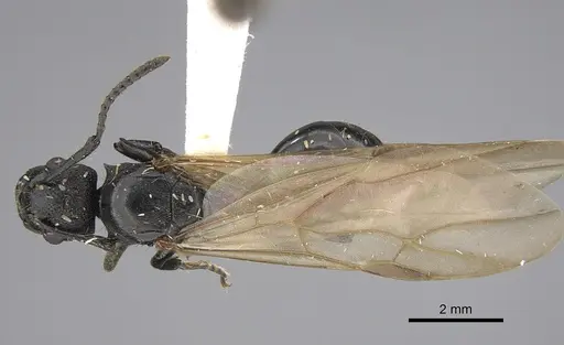 Polyrhachis andrei - CASENT0923480