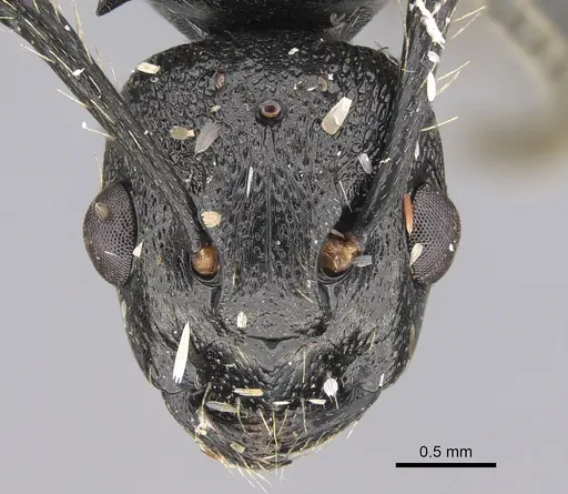 Polyrhachis andrei - CASENT0923480
