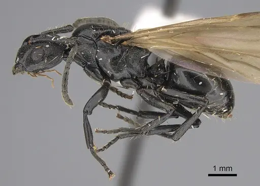 Polyrhachis andrei - CASENT0923480