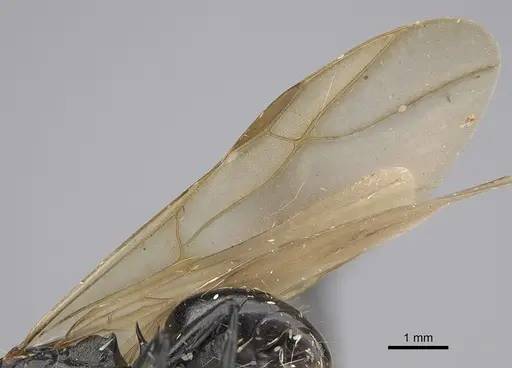 Polyrhachis andrei - CASENT0923480