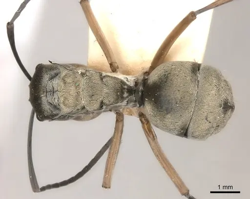 Polyrhachis andromache specimen