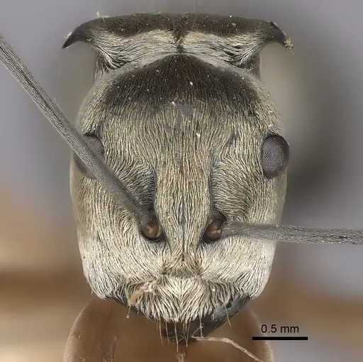 Polyrhachis andromache specimen