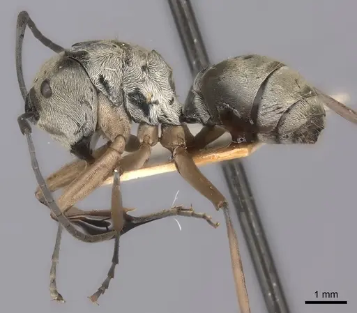 Polyrhachis andromache specimen