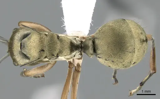 Polyrhachis andromache - CASENT0281393