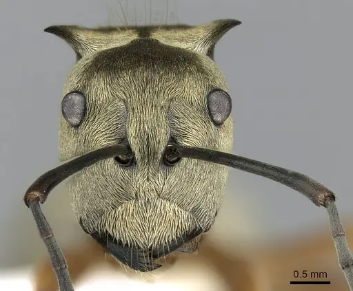 Polyrhachis andromache - CASENT0281393