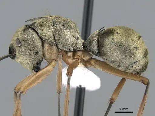 Polyrhachis andromache - CASENT0281393