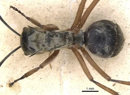 Polyrhachis andromache - CASENT0901812