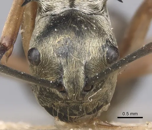 Polyrhachis andromache - CASENT0901812