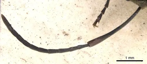 Polyrhachis andromache - CASENT0901812