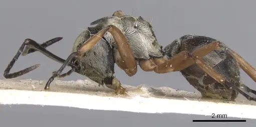 Polyrhachis andromache - CASENT0901812