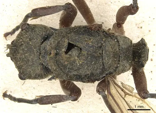 Polyrhachis andromache - CASENT0901871