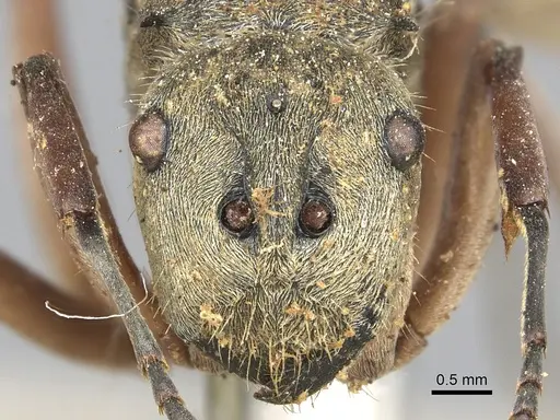 Polyrhachis andromache - CASENT0901871